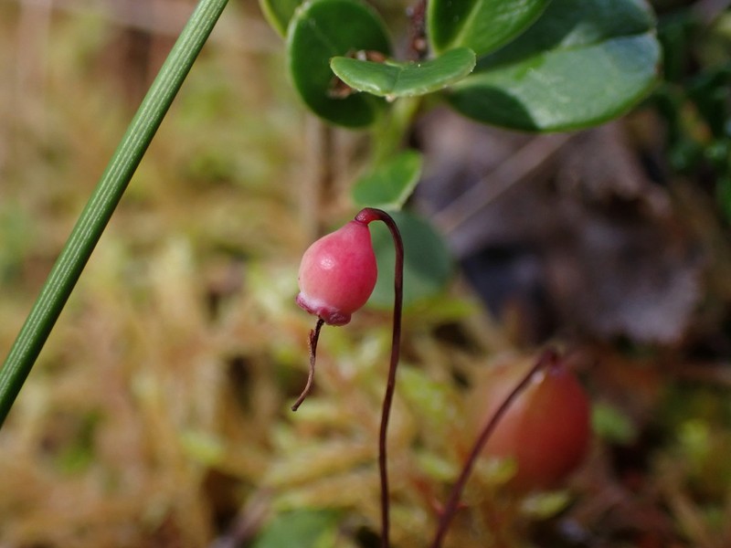 Vaccinium microcarpum photo 4
