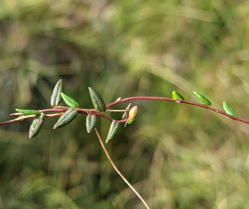 Vaccinium microcarpum photo 5