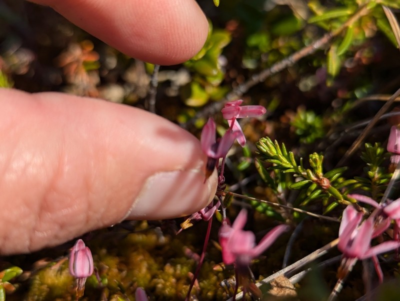Vaccinium microcarpum photo 6