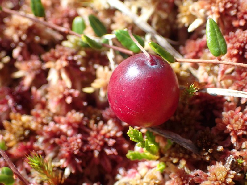 Vaccinium microcarpum photo 7