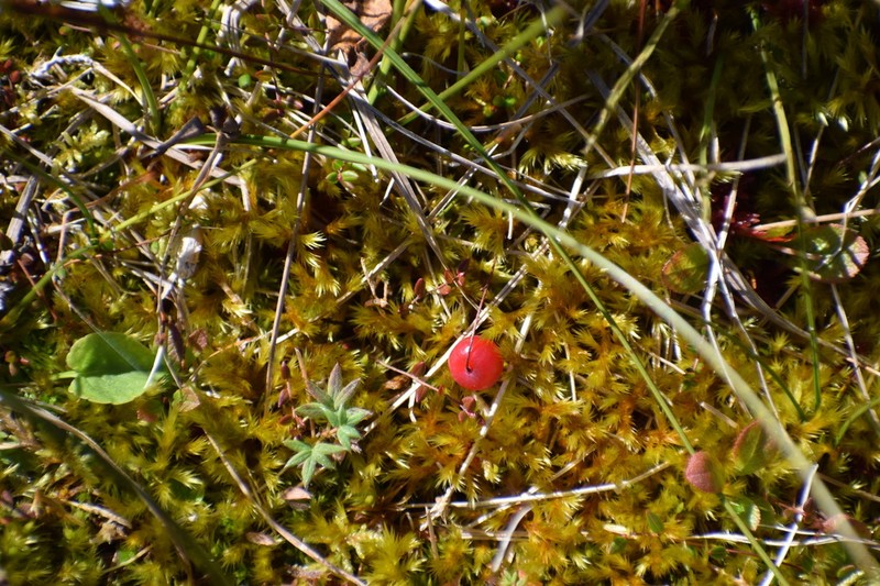 Vaccinium microcarpum photo 8