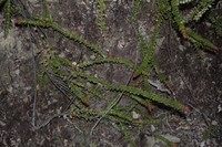 Vaccinium microphyllum