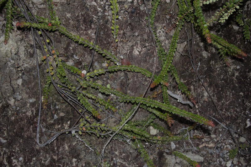 Vaccinium microphyllum