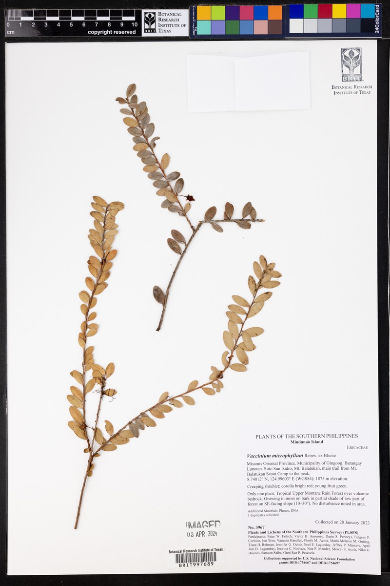 Vaccinium microphyllum photo 4
