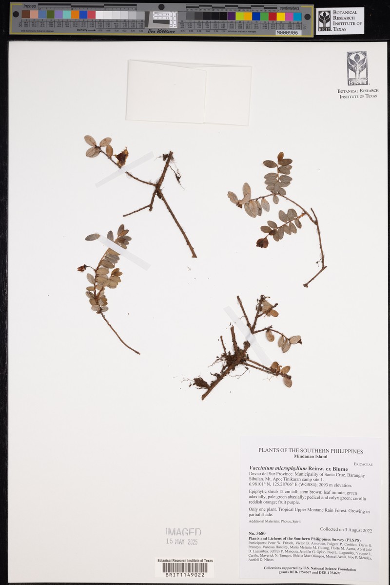 Vaccinium microphyllum photo 5
