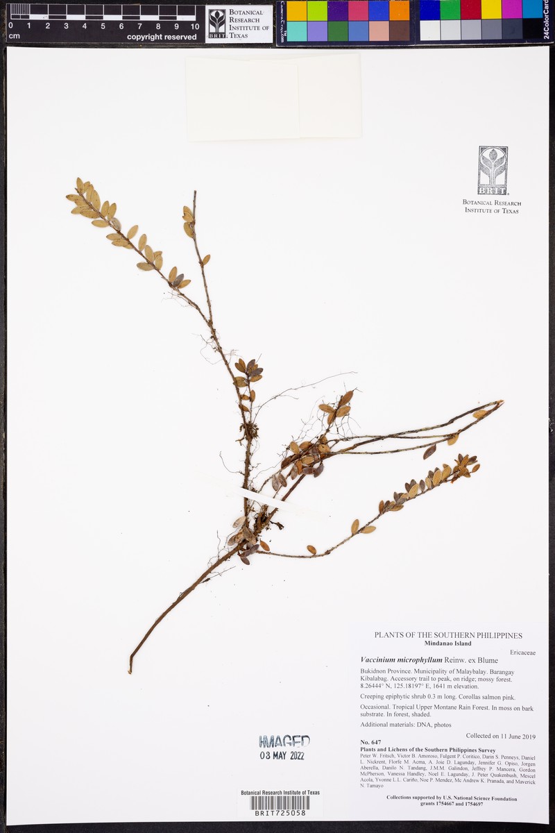 Vaccinium microphyllum photo 7
