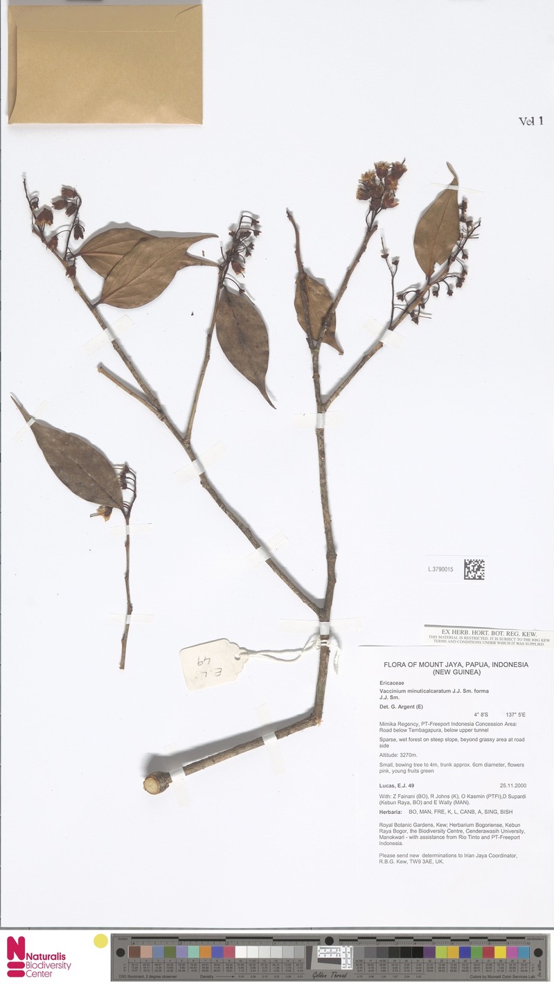 Vaccinium minuticalcaratum