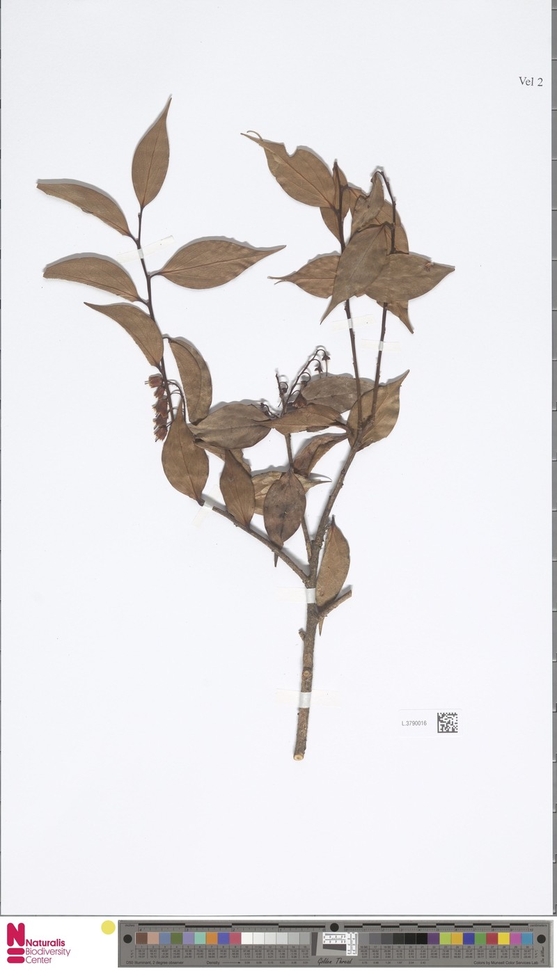 Vaccinium minuticalcaratum photo 2