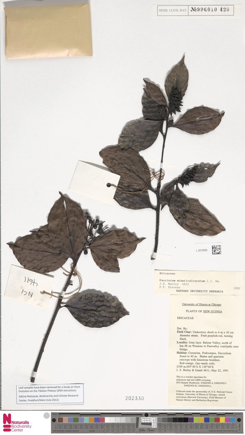 Vaccinium minuticalcaratum photo 3