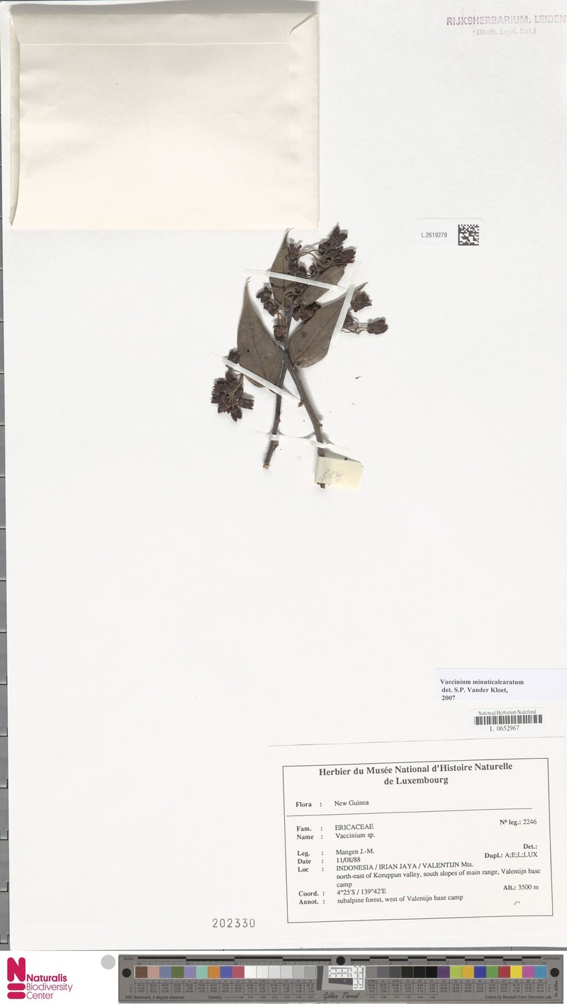 Vaccinium minuticalcaratum photo 4