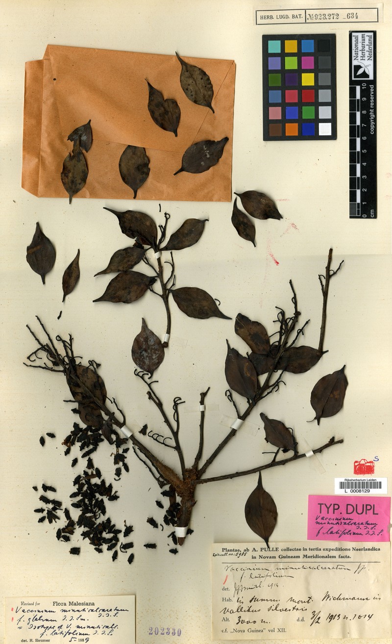 Vaccinium minuticalcaratum photo 5