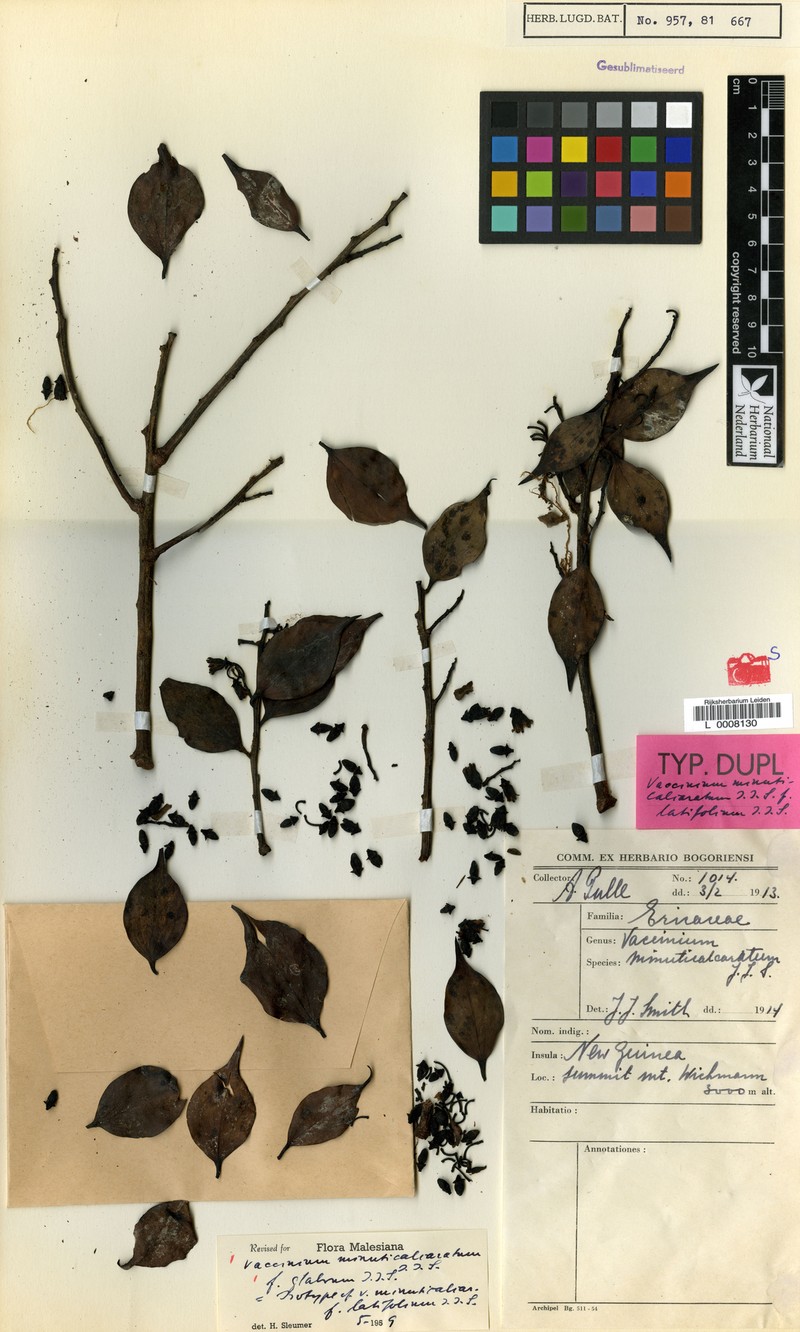 Vaccinium minuticalcaratum photo 6