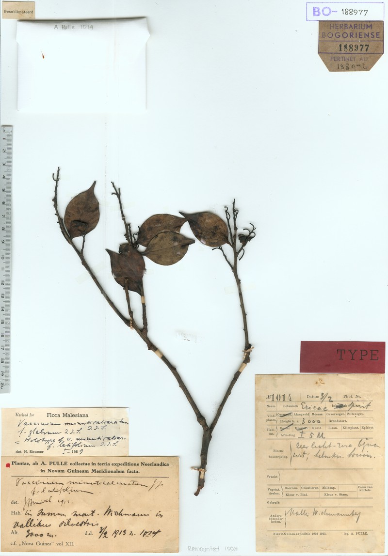 Vaccinium minuticalcaratum var. minuticalcaratum