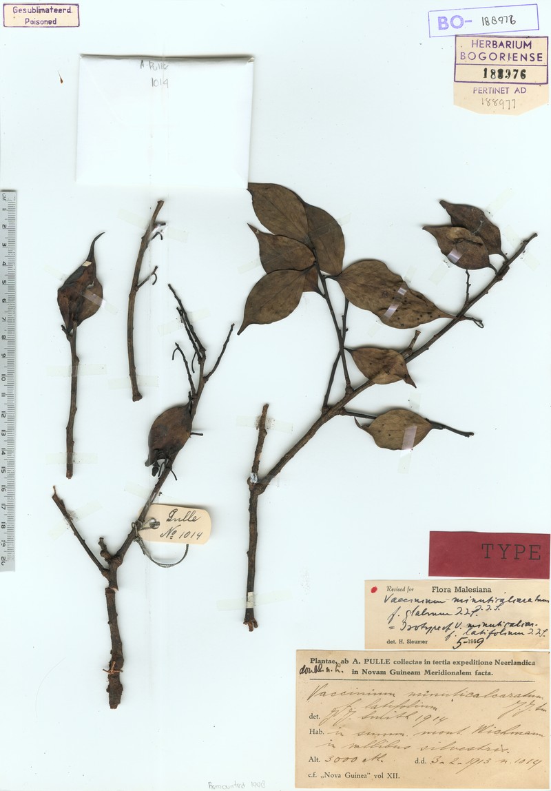 Vaccinium minuticalcaratum var. minuticalcaratum photo 2
