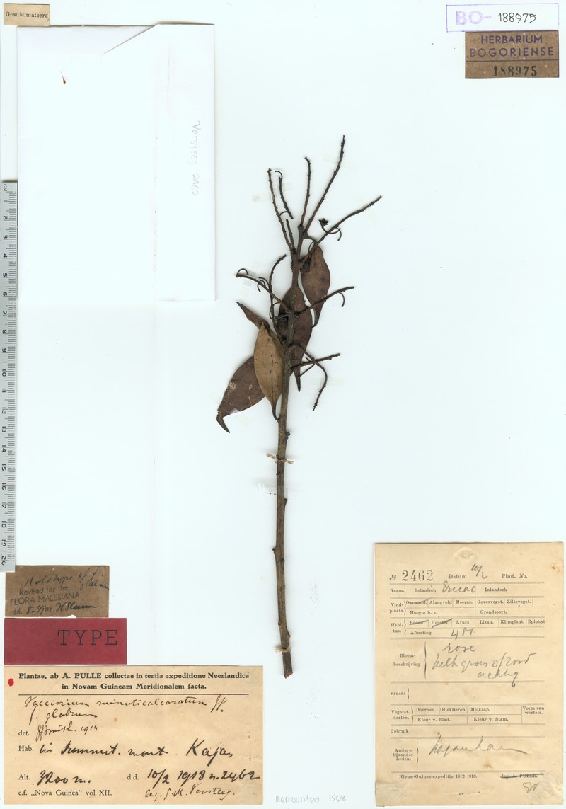 Vaccinium minuticalcaratum var. minuticalcaratum photo 3