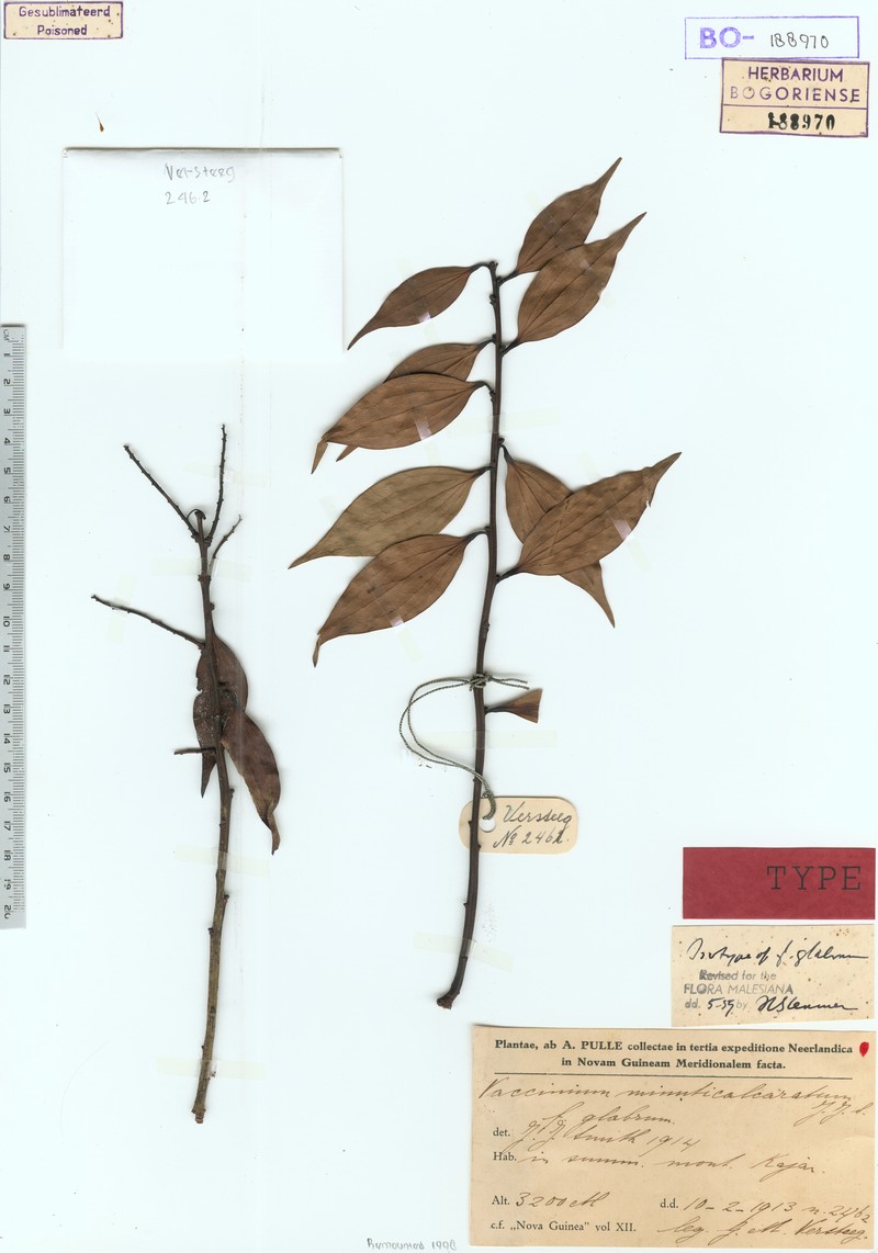 Vaccinium minuticalcaratum var. minuticalcaratum photo 4