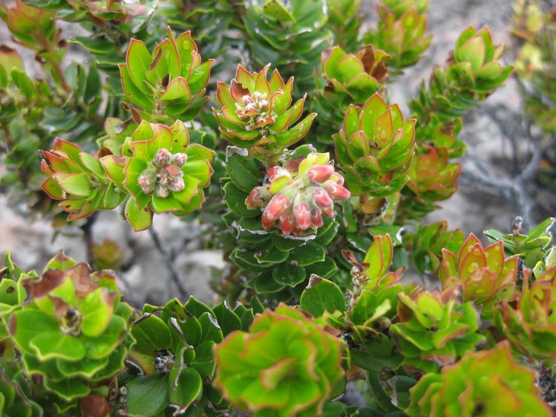 Vaccinium miquelii photo 3