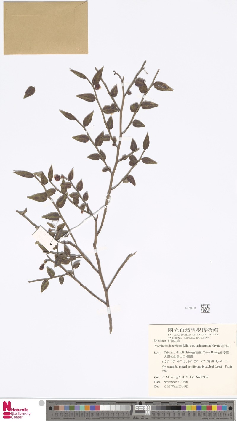 Vaccinium miquelii photo 4