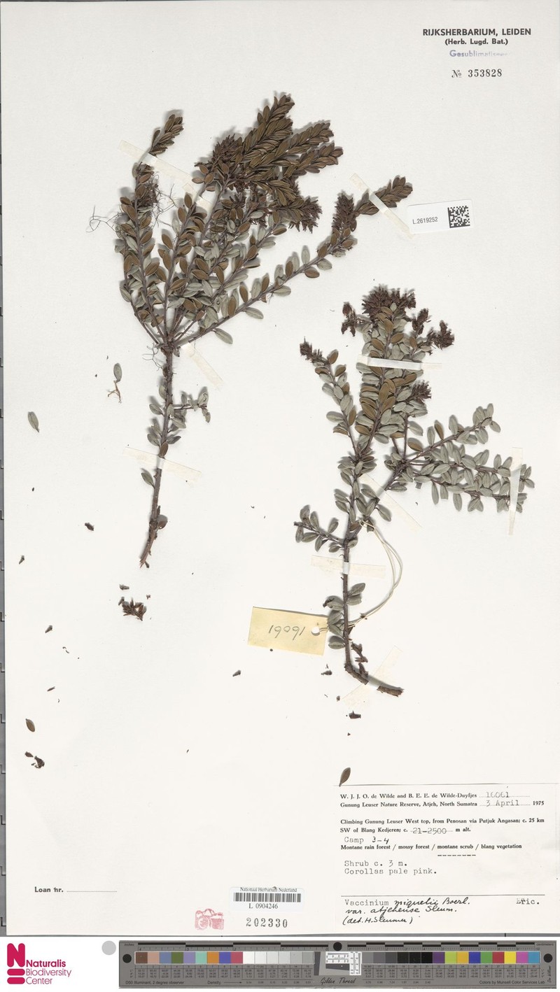 Vaccinium miquelii photo 6