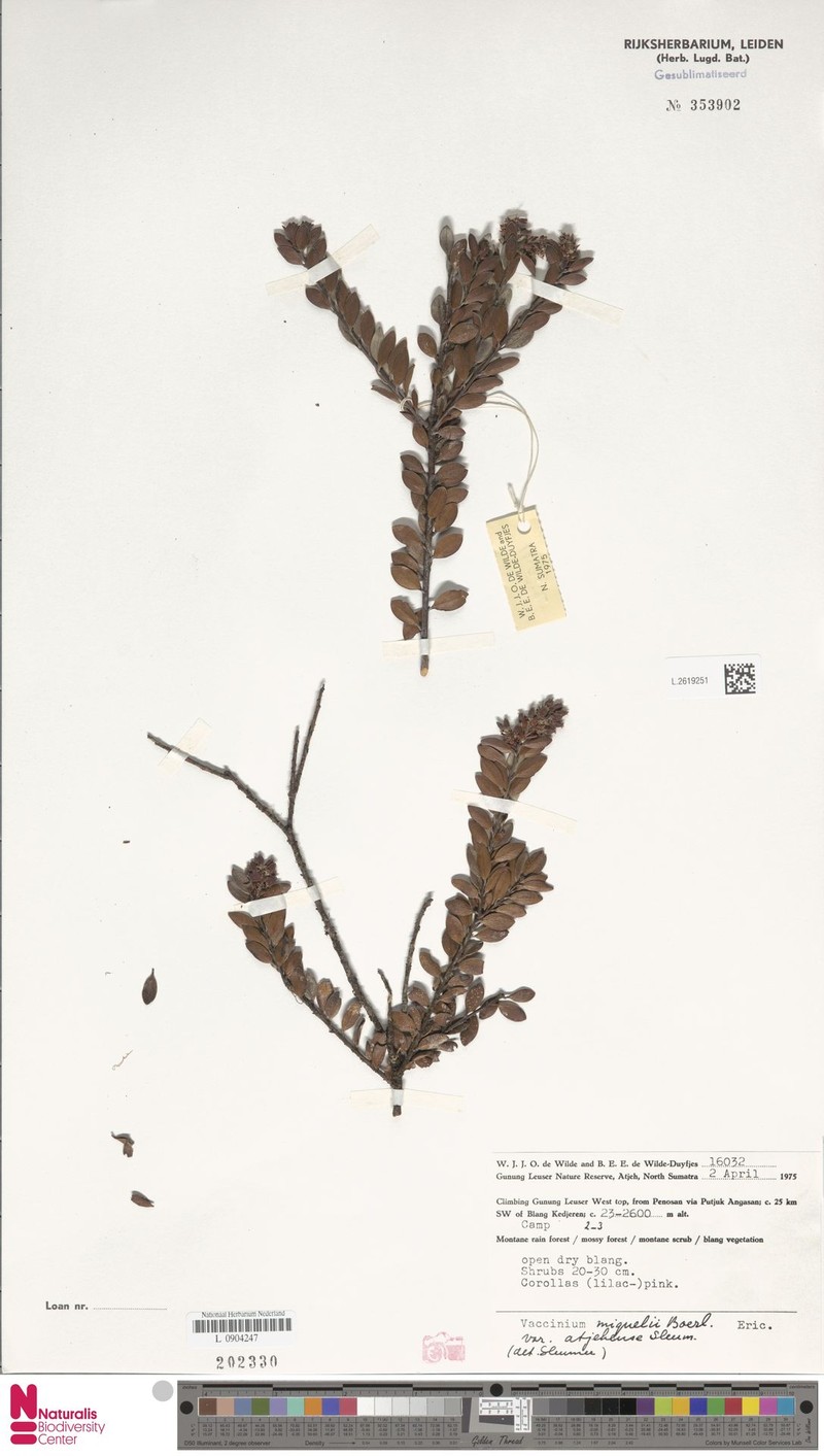 Vaccinium miquelii photo 8