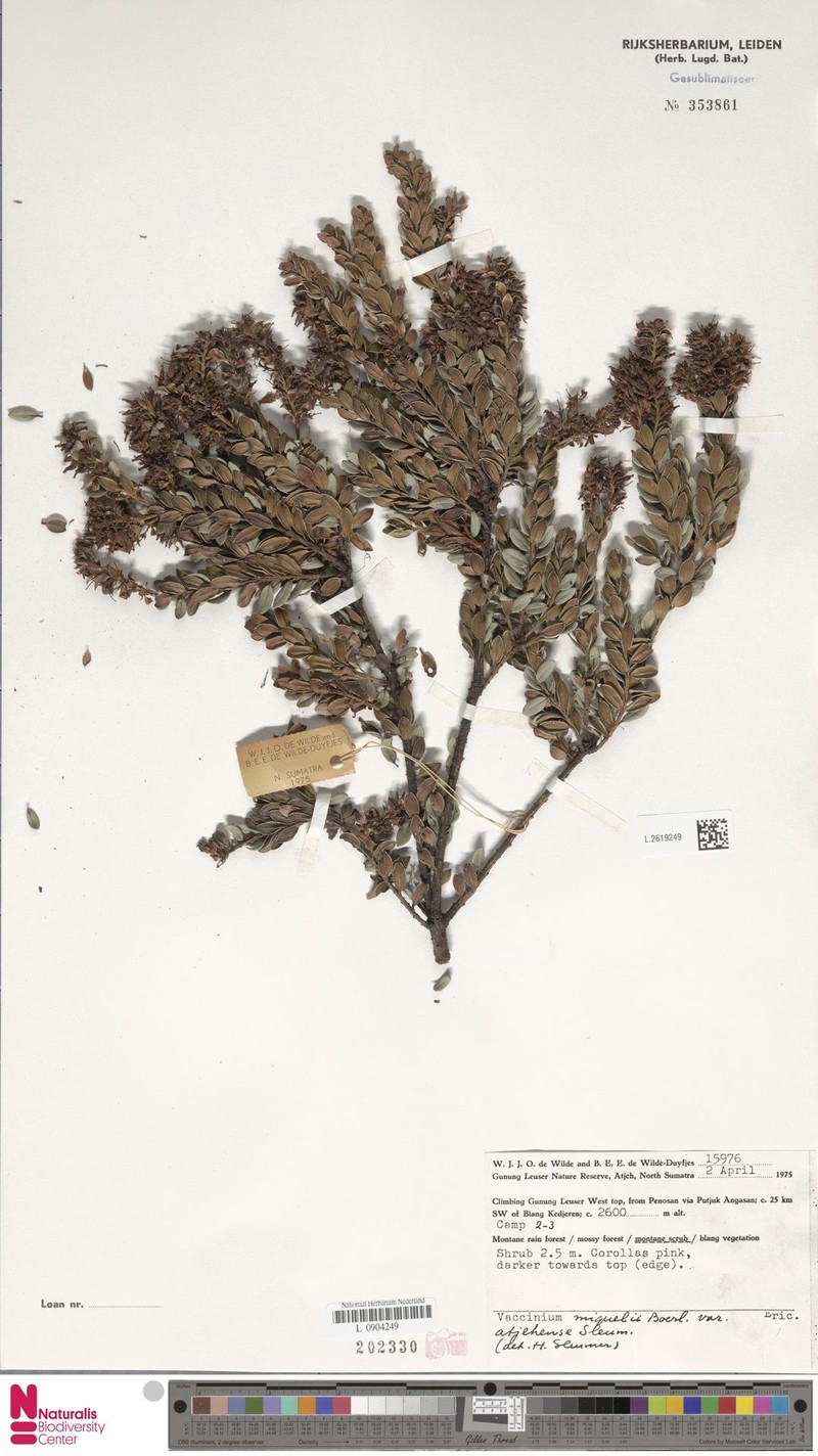Vaccinium miquelii var. atjehense photo 4