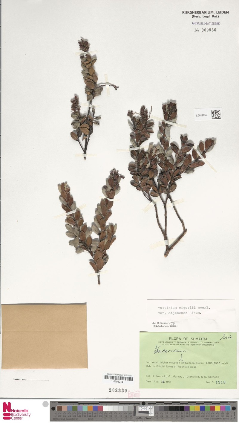 Vaccinium miquelii var. atjehense photo 6