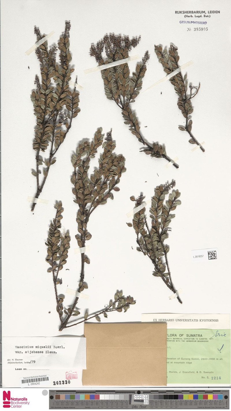 Vaccinium miquelii var. atjehense photo 8