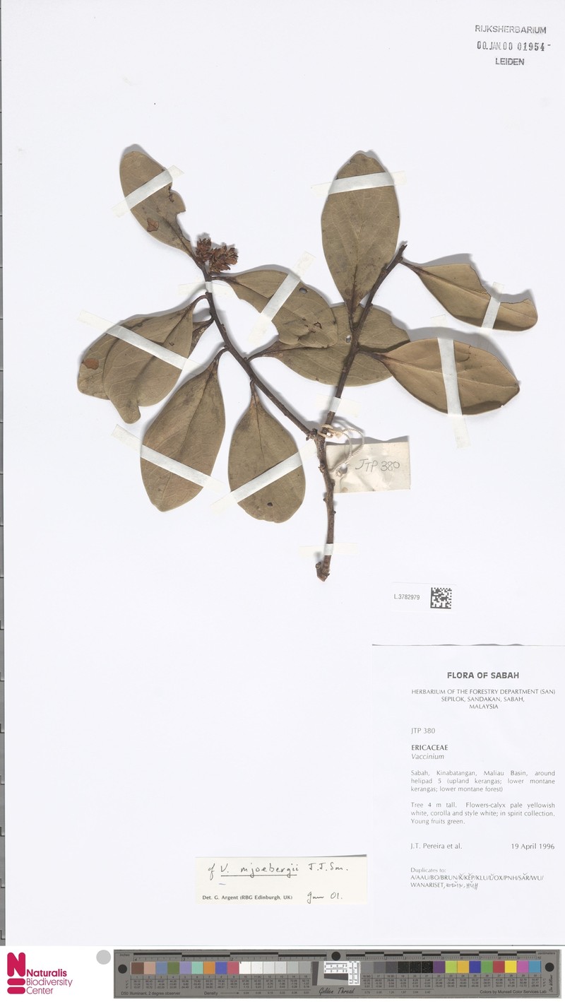 Vaccinium mjoebergii