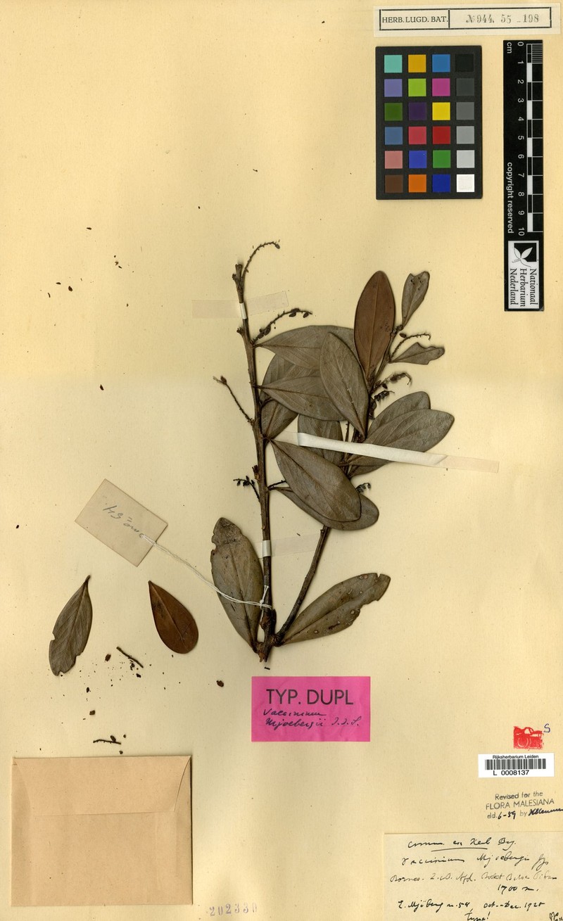 Vaccinium mjoebergii photo 2