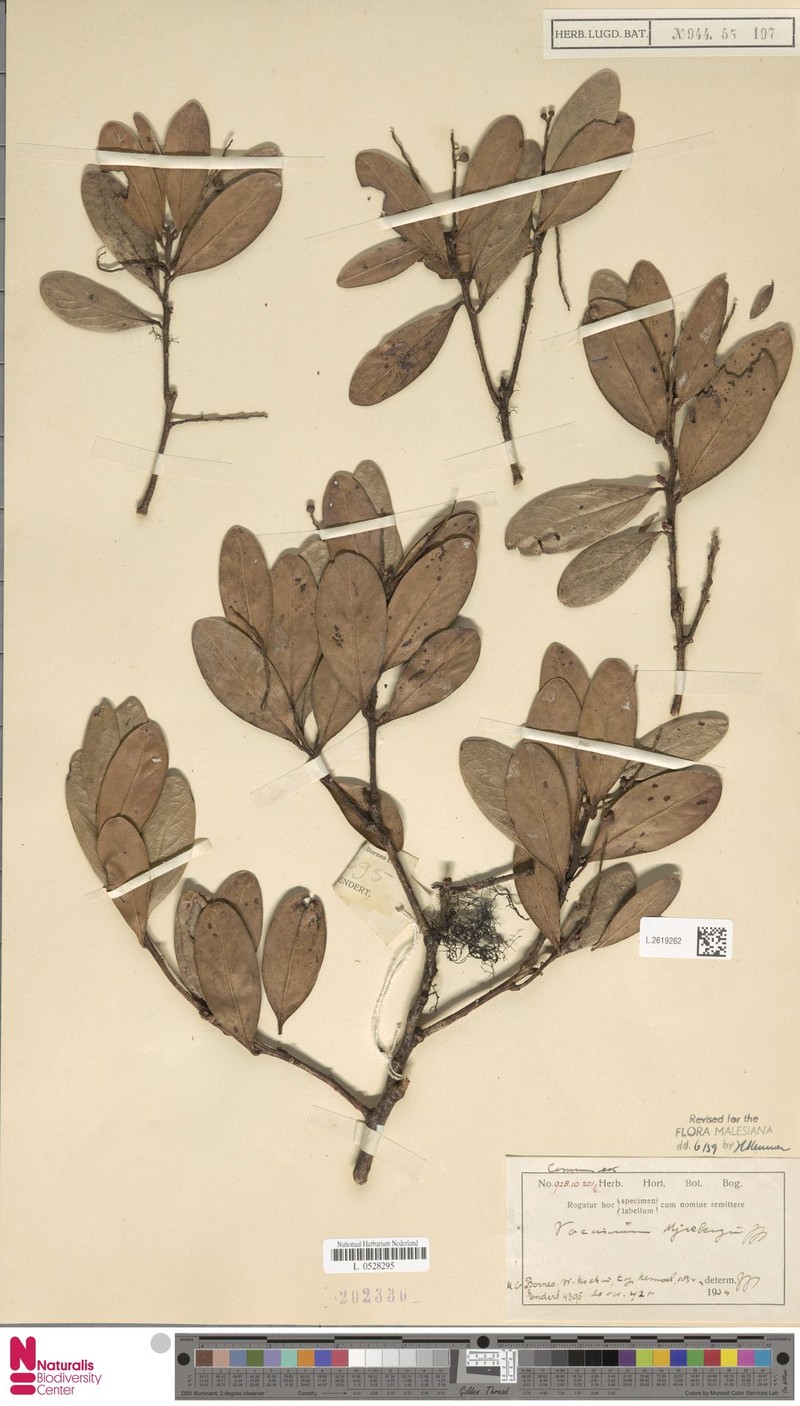 Vaccinium mjoebergii photo 3