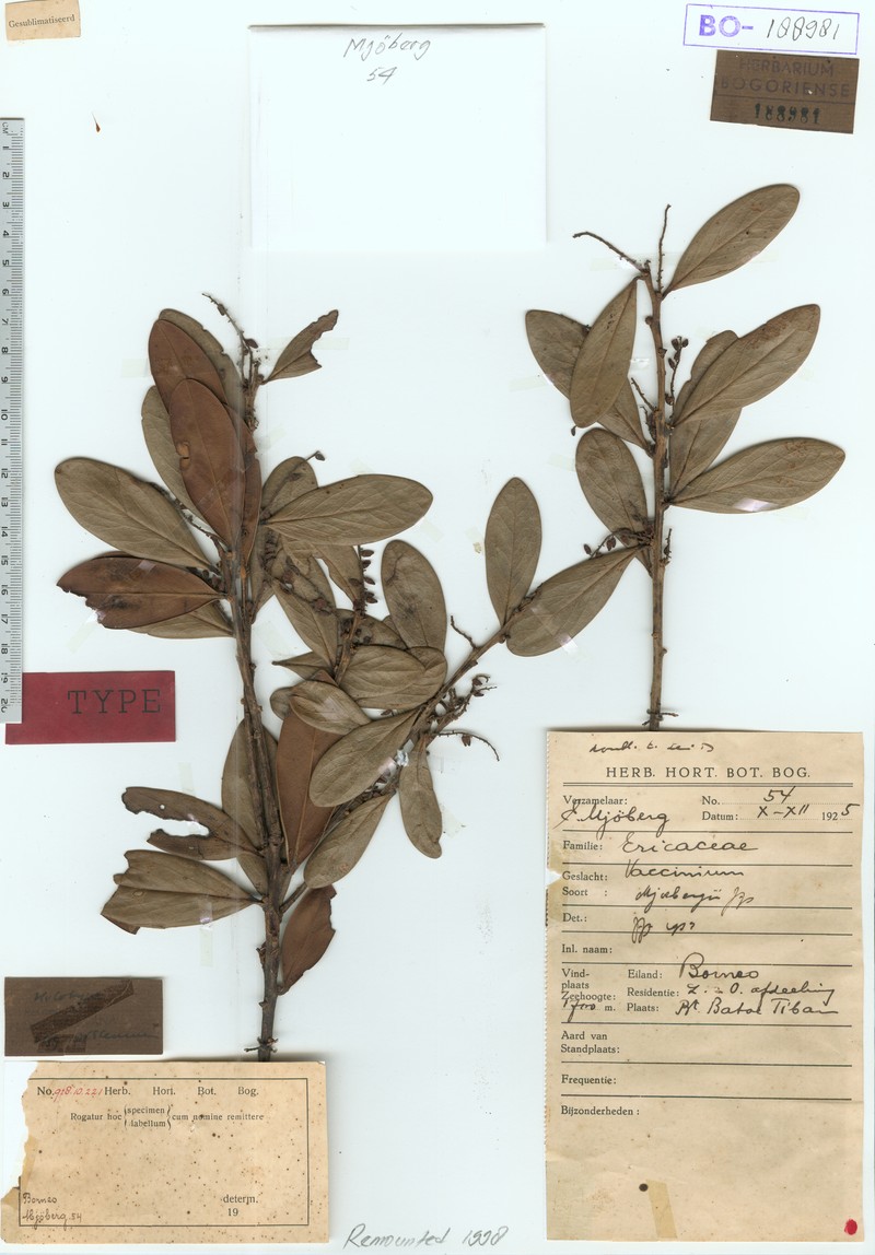 Vaccinium mjoebergii photo 4