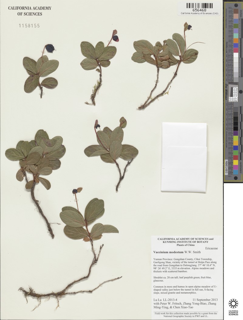 Vaccinium modestum