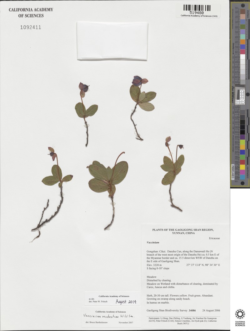 Vaccinium modestum photo 2