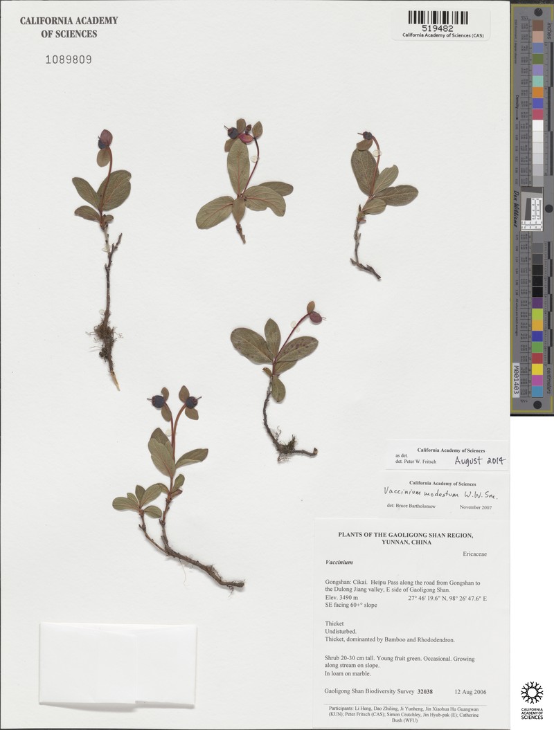 Vaccinium modestum photo 3