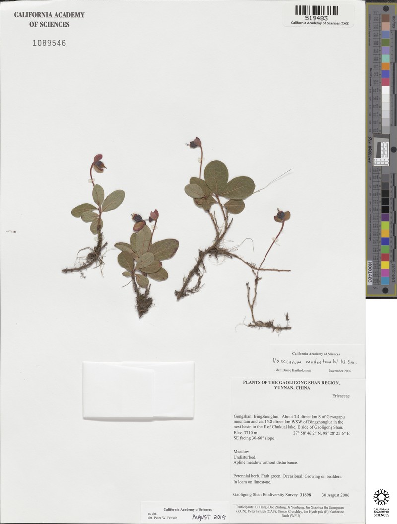 Vaccinium modestum photo 4