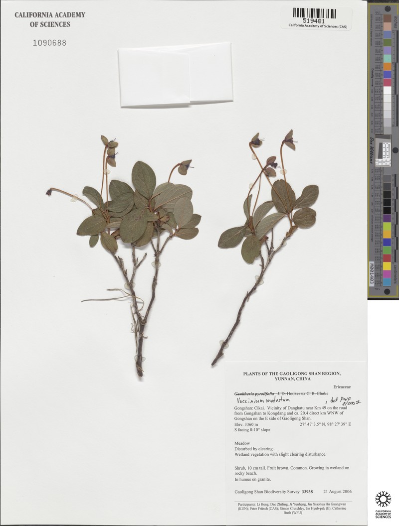 Vaccinium modestum photo 5