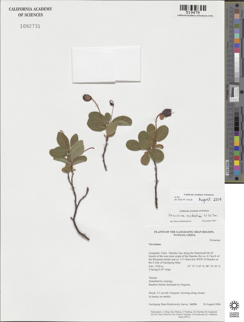 Vaccinium modestum photo 6