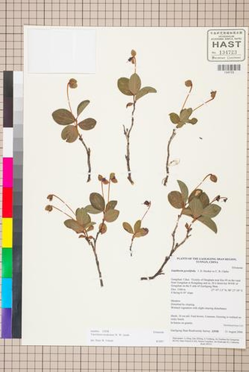 Vaccinium modestum photo 7
