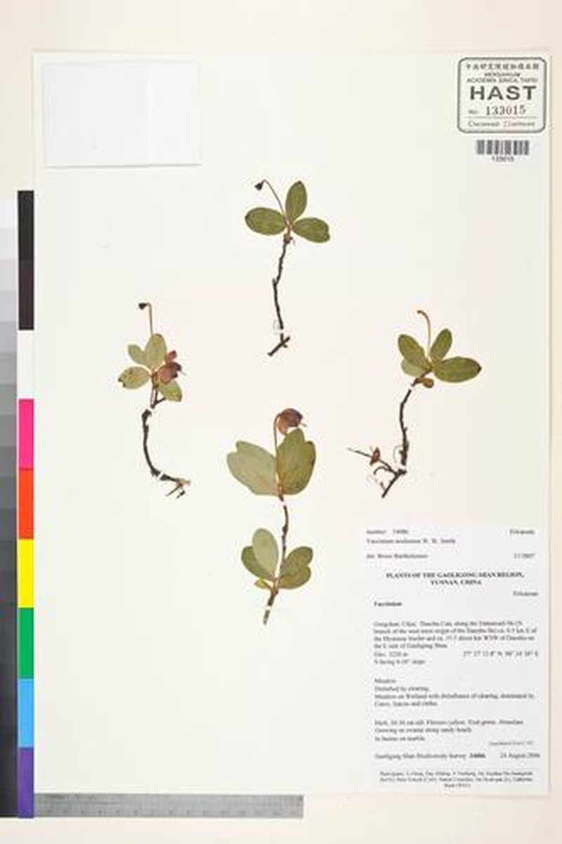 Vaccinium modestum photo 8