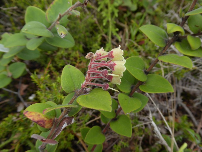 Vaccinium molle