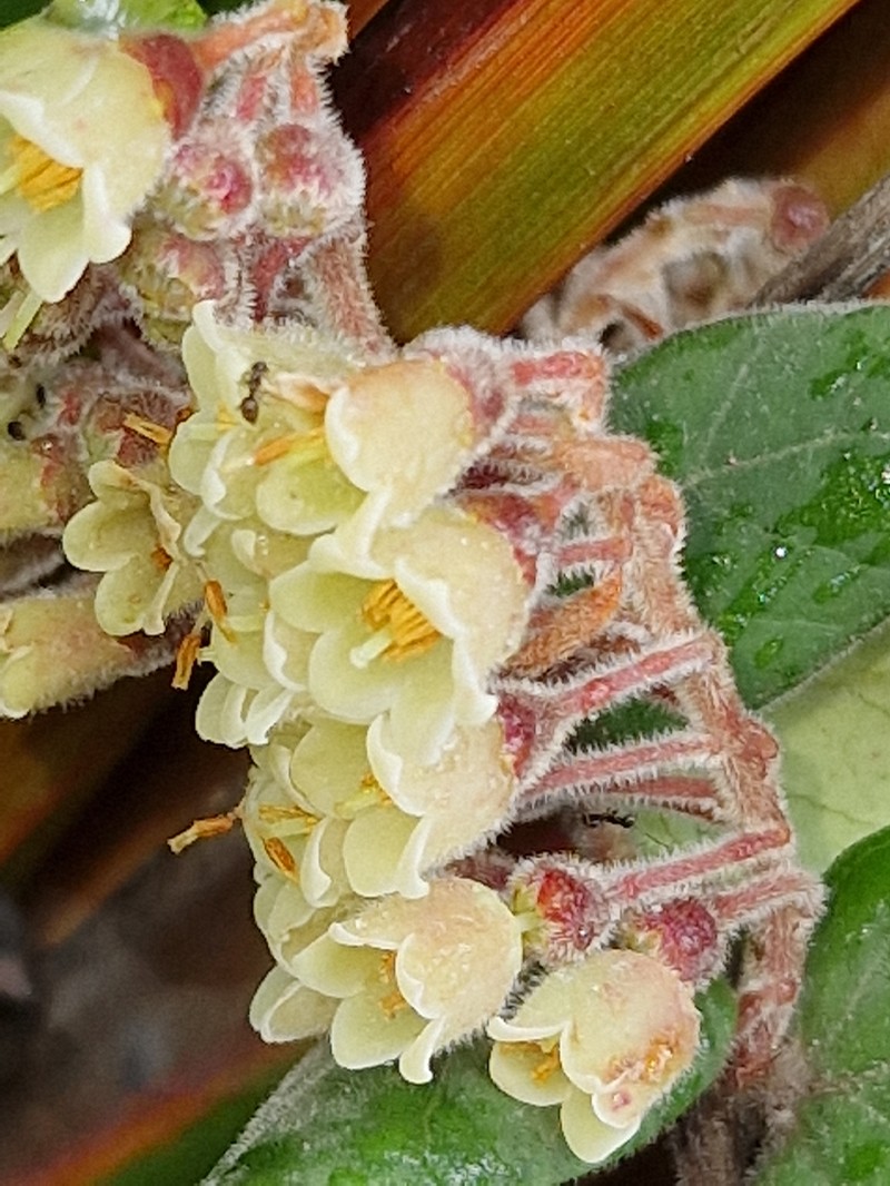 Vaccinium molle photo 3