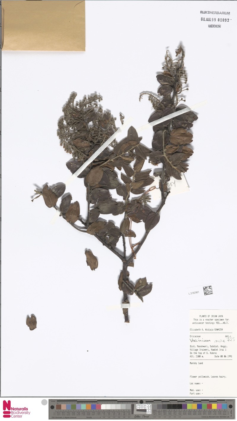 Vaccinium molle photo 4