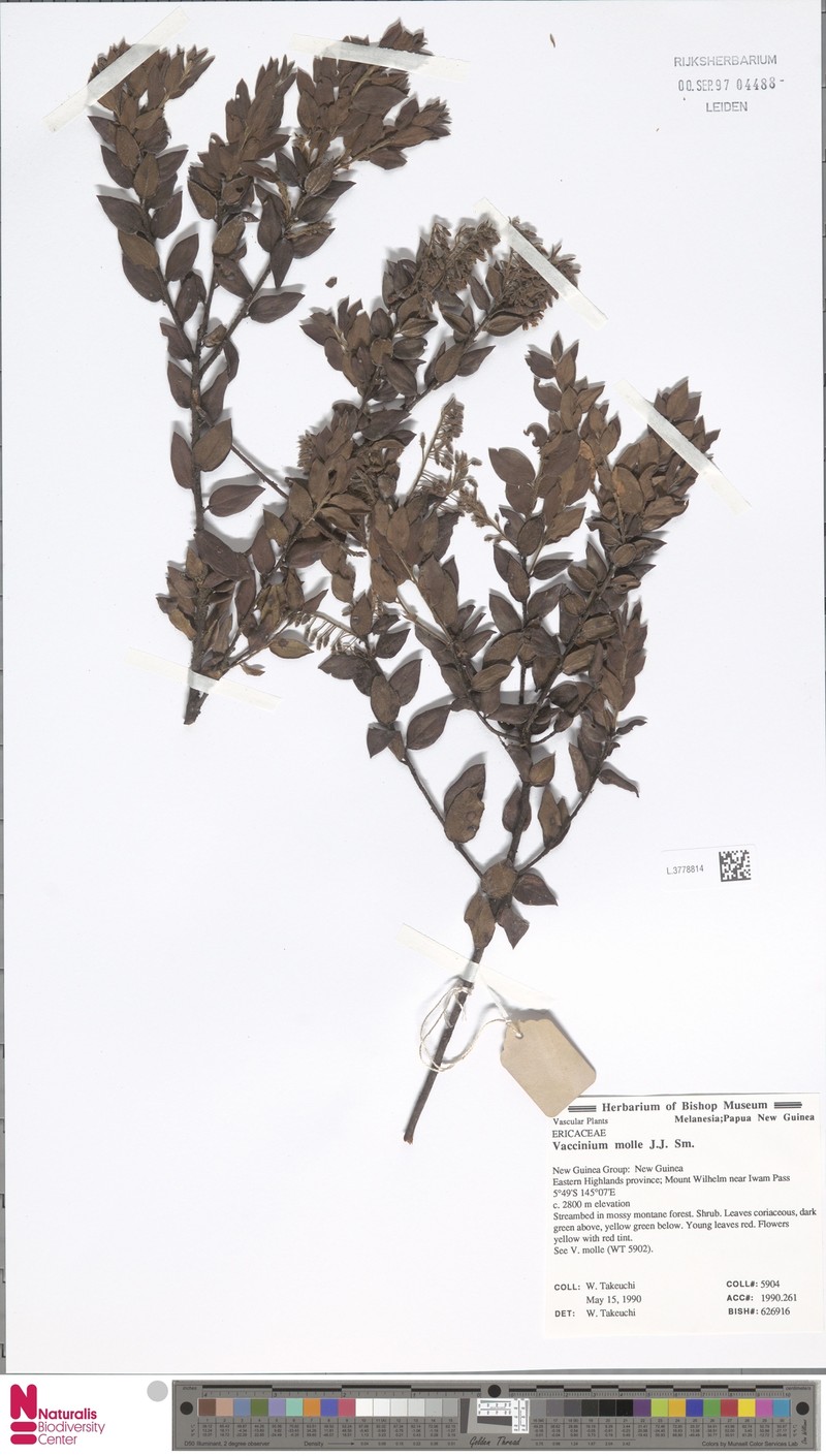 Vaccinium molle photo 5