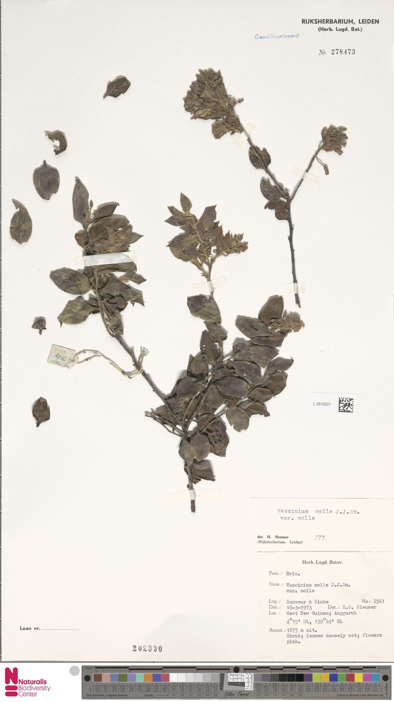 Vaccinium molle var. molle