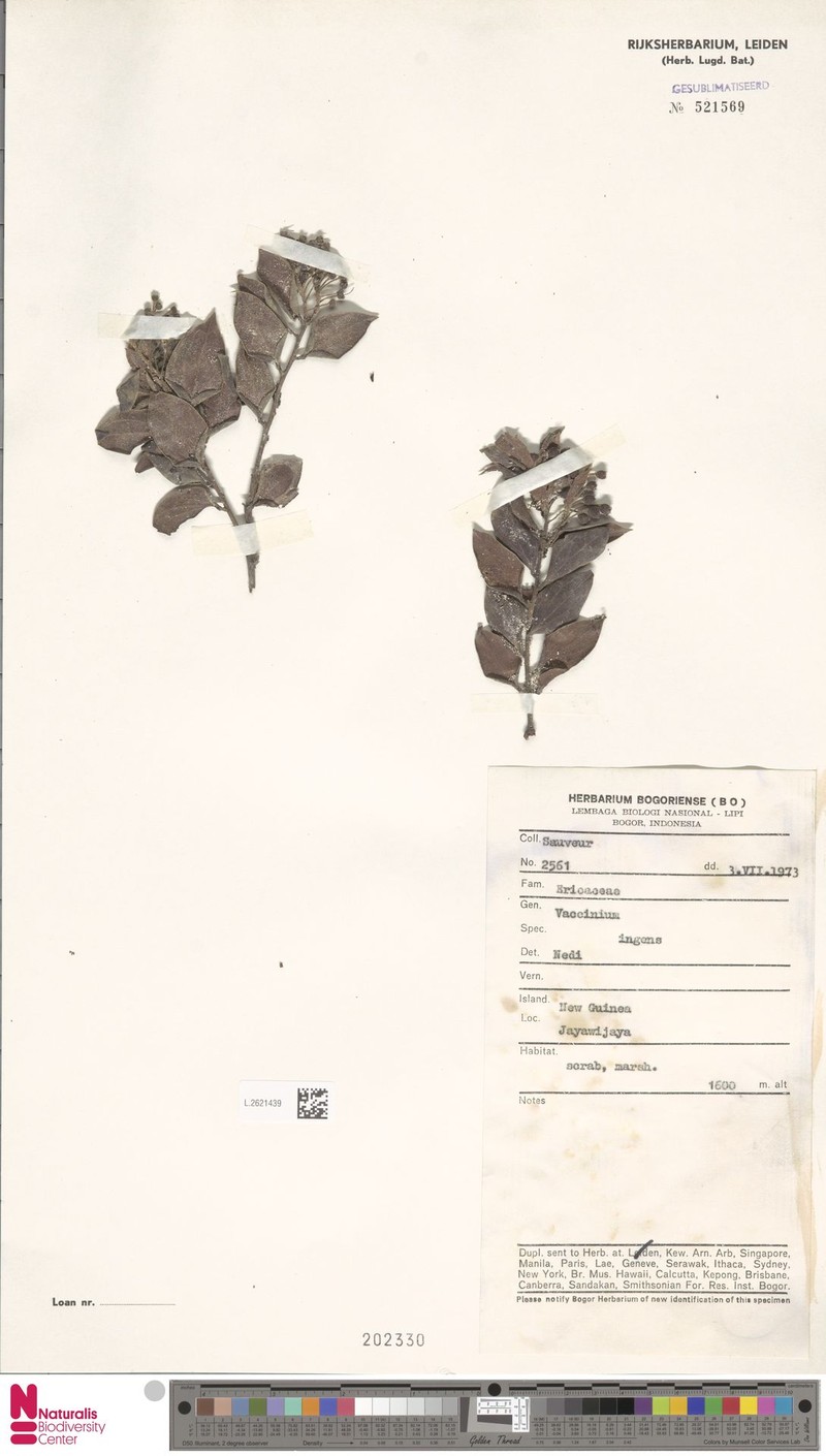 Vaccinium molle var. molle photo 2