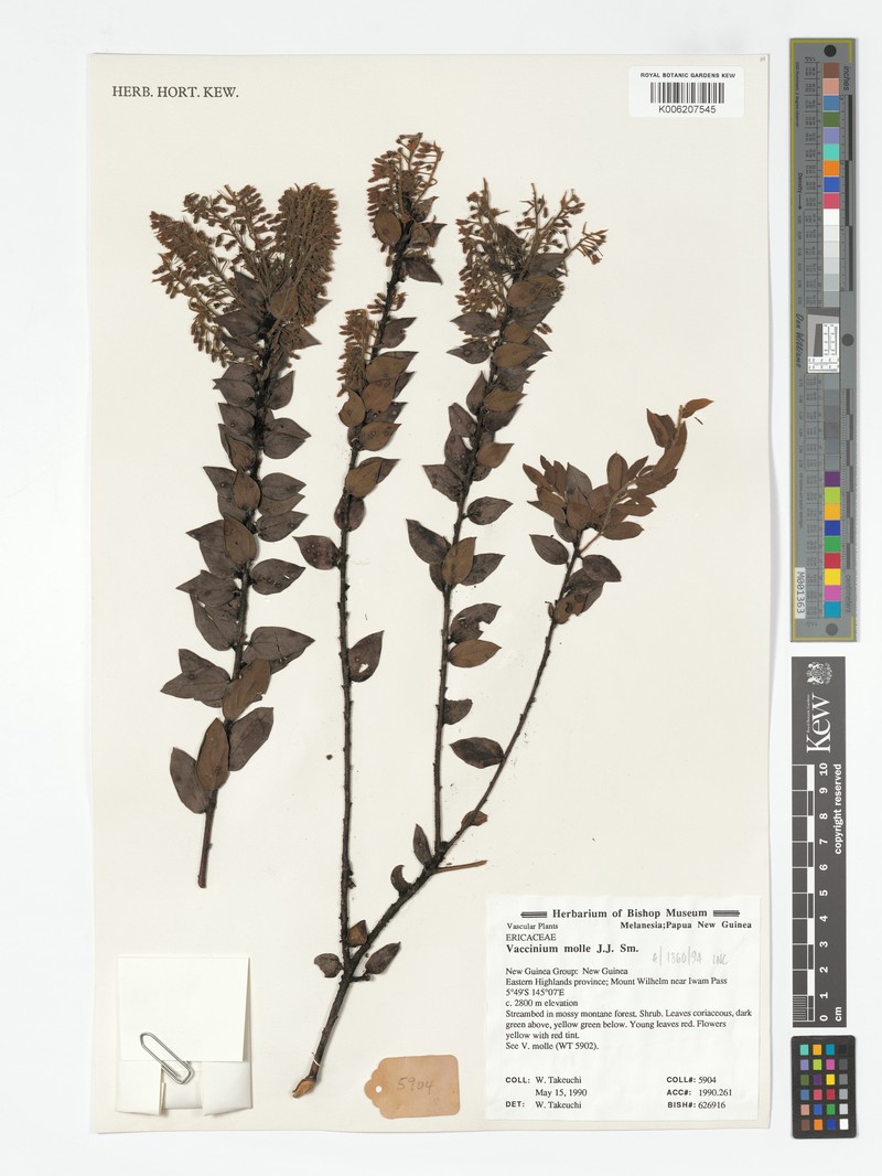 Vaccinium molle var. molle photo 3
