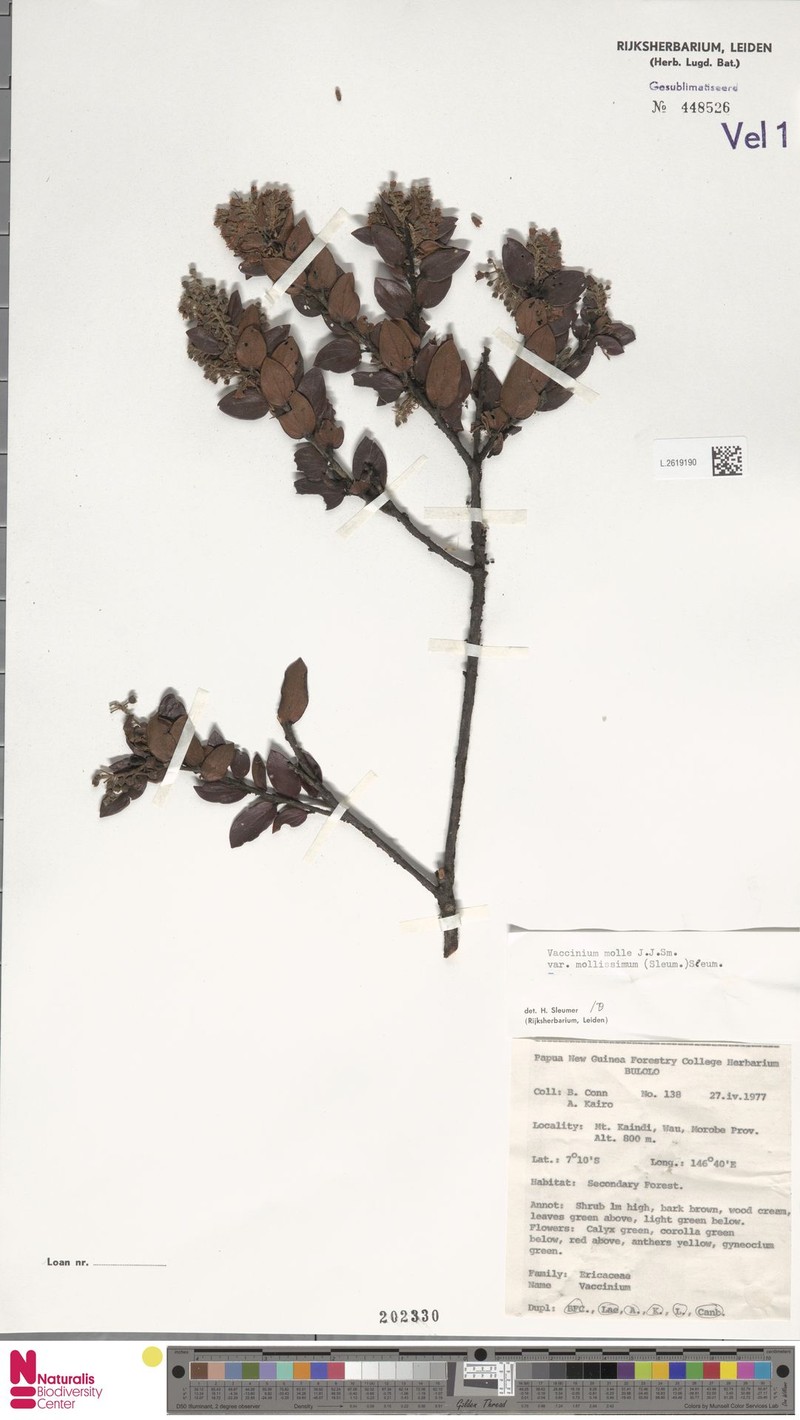Vaccinium molle var. mollissimum