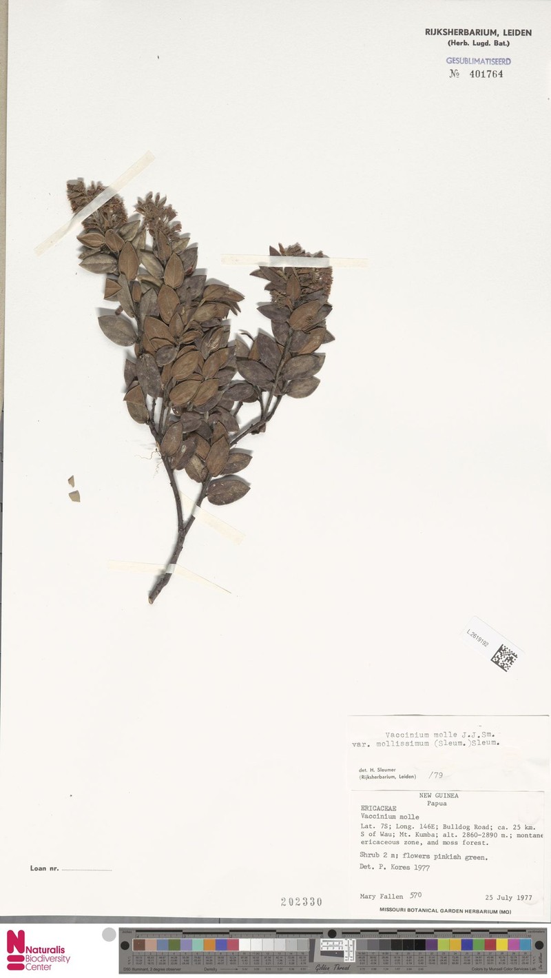 Vaccinium molle var. mollissimum photo 3
