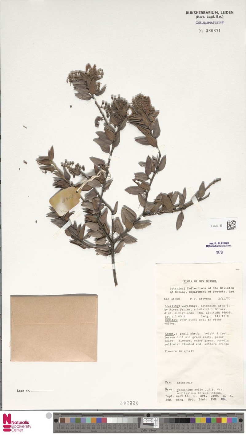 Vaccinium molle var. mollissimum photo 4