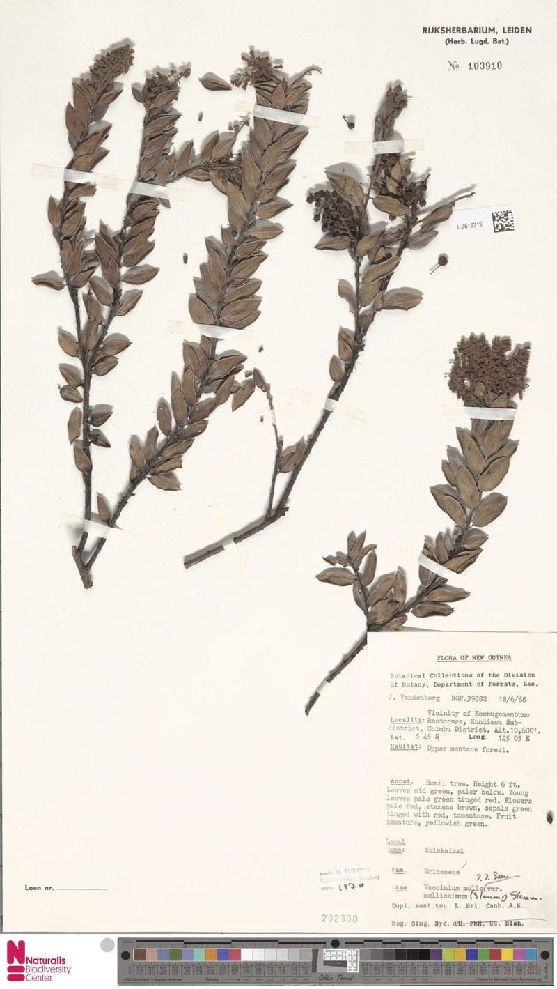 Vaccinium molle var. mollissimum photo 5